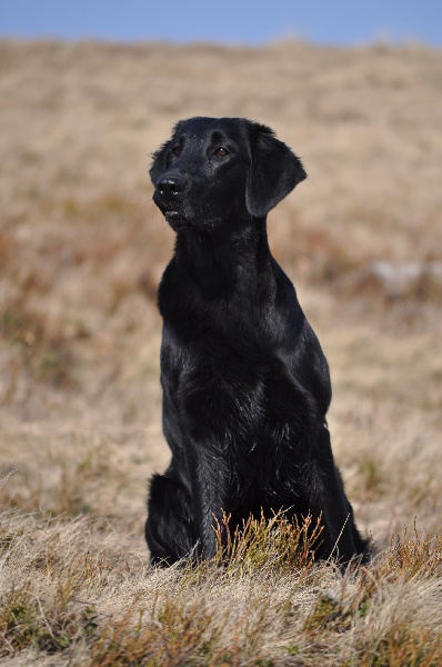 TR. CH. Femme fatale de la source aux Elfes