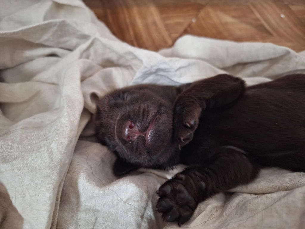 Bébés de Trixie