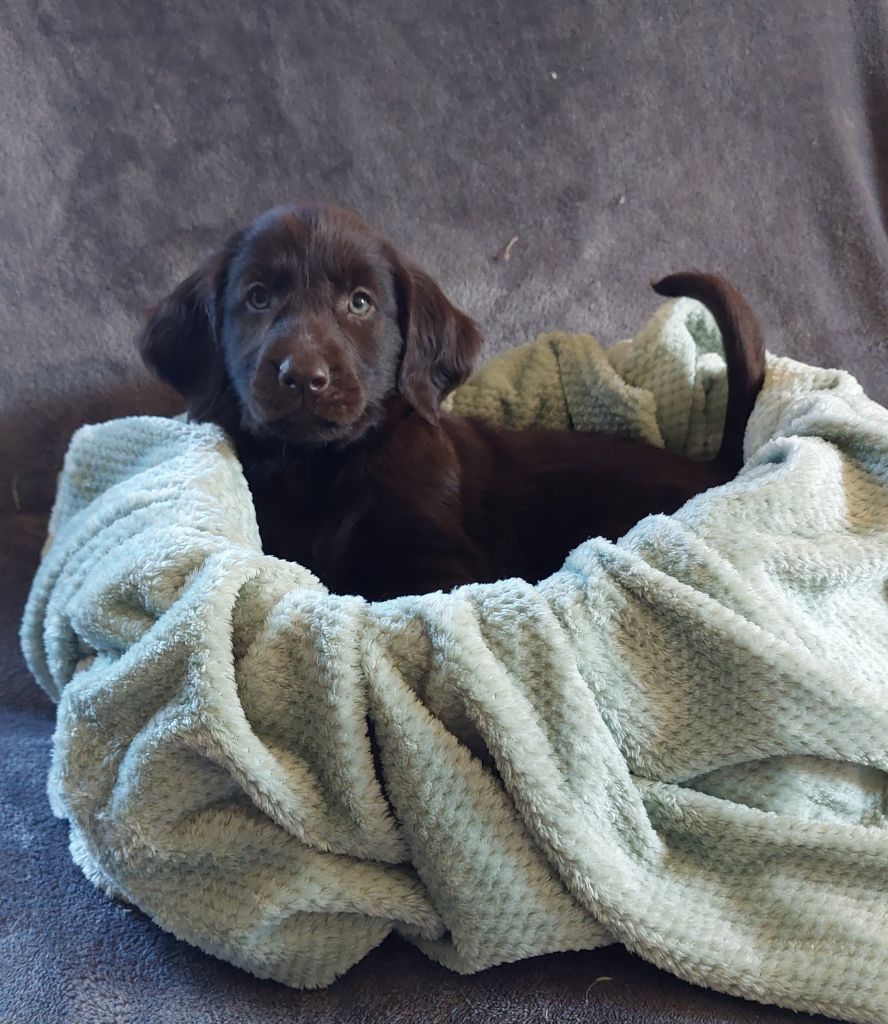 Chiots disponibles