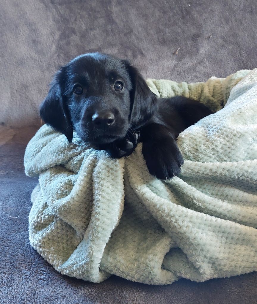Chiots disponibles