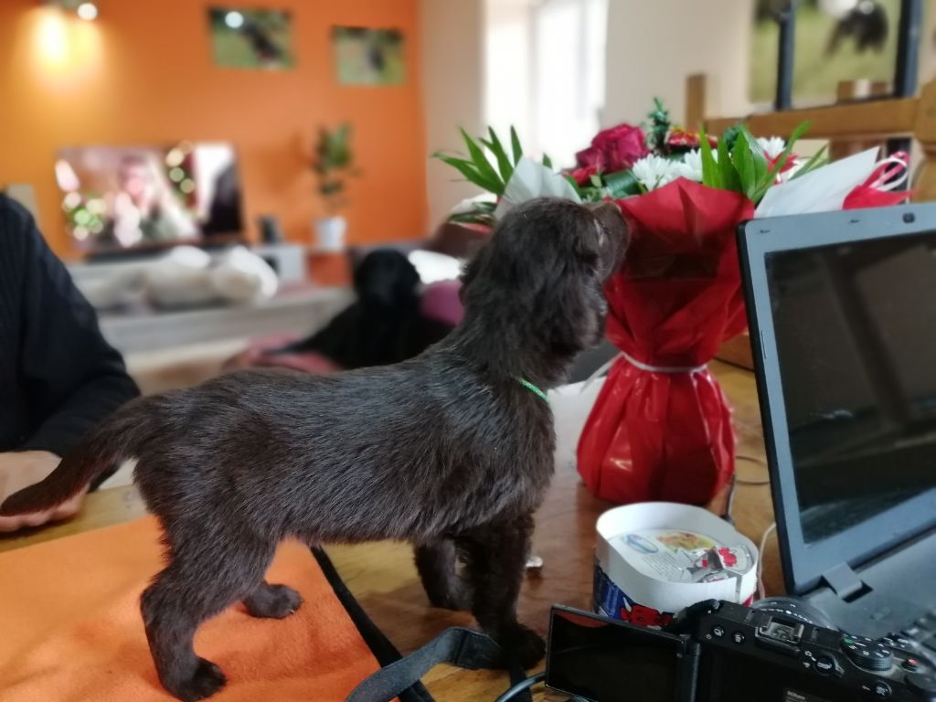 de la source aux Elfes - Chiots disponibles - Flat Coated Retriever